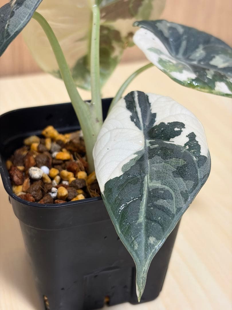 アロカシア マハラニ アルボバリエガータ 極斑