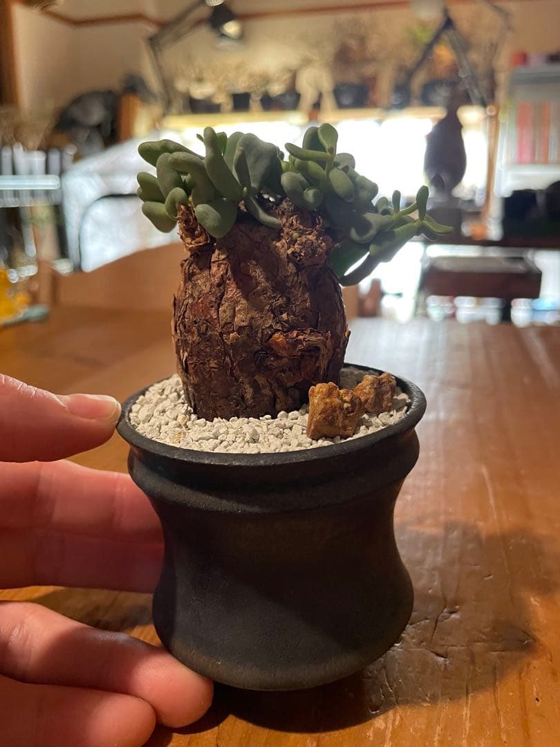 【現地球／発根済】小さな巨人/バオバブフォーム ピグマエア