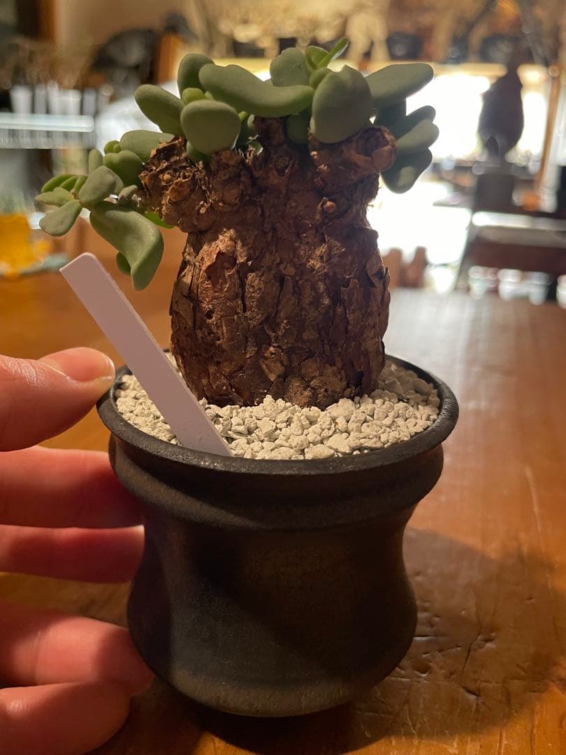 【現地球／発根済】小さな巨人/バオバブフォーム ピグマエア