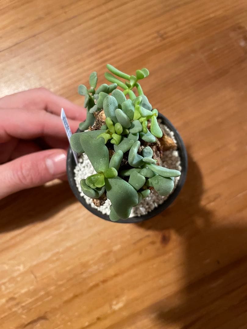 【現地球／発根済】小さな巨人/バオバブフォーム ピグマエア