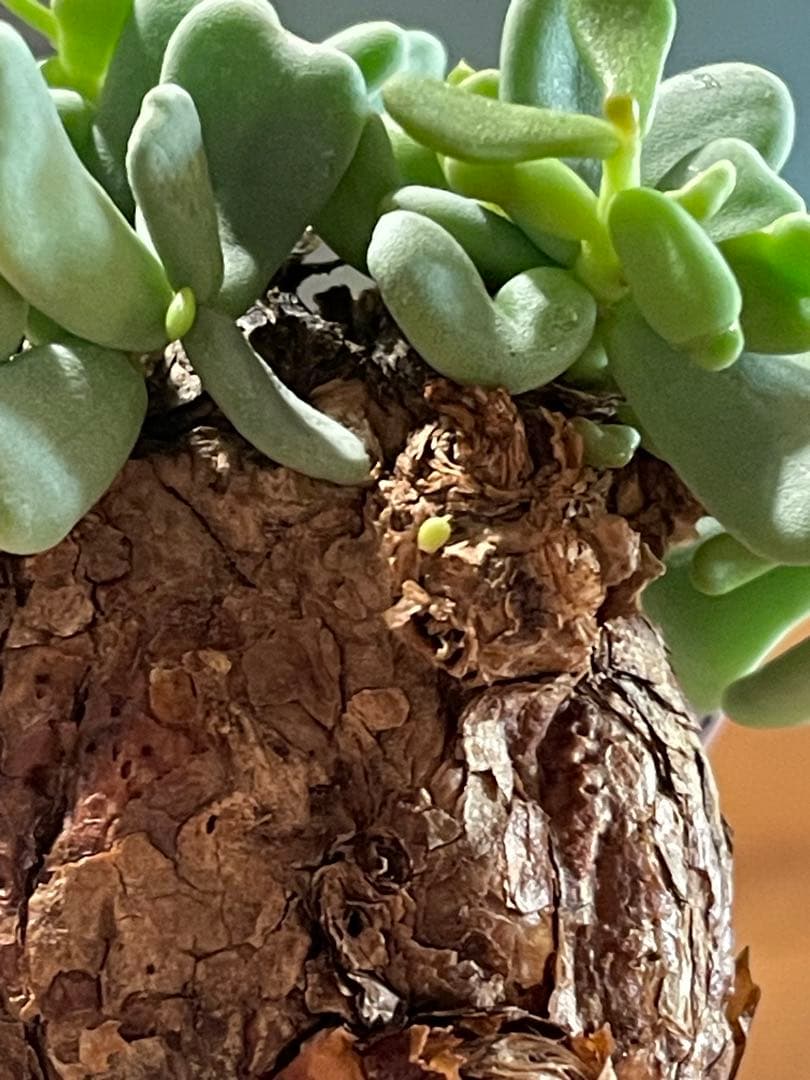 【現地球／発根済】小さな巨人/バオバブフォーム ピグマエア