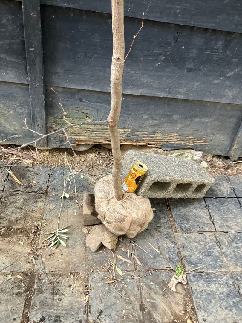 山採り　クマシデ