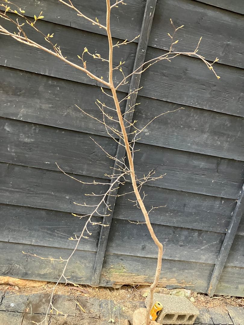 山採り　クマシデ