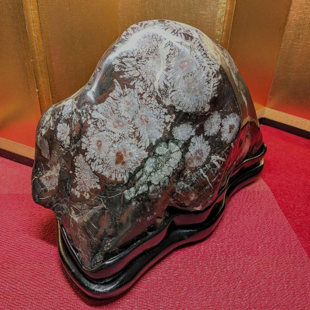 菊花石 岐阜県根尾谷産7.9㌔ 鑑賞石 観賞石 水石 盆石 天然石 鉱物