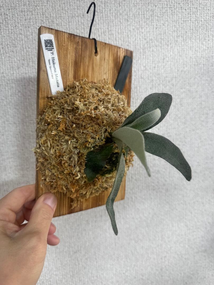 P. Hakuna Matata ハクナマタタ　ビカクシダ F301 OC 緑