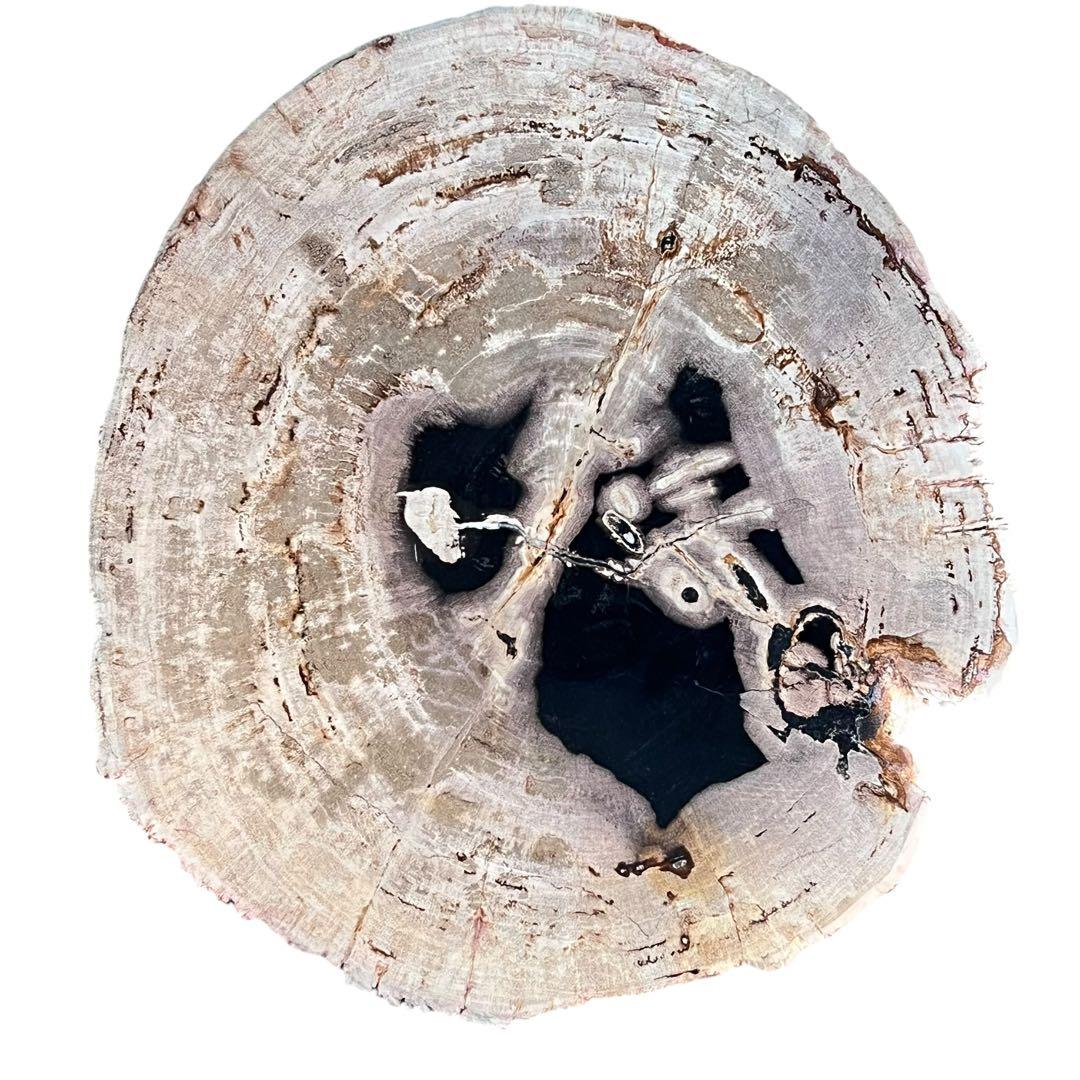 KAJA カジャ 木化石 サイドテーブル (H55)