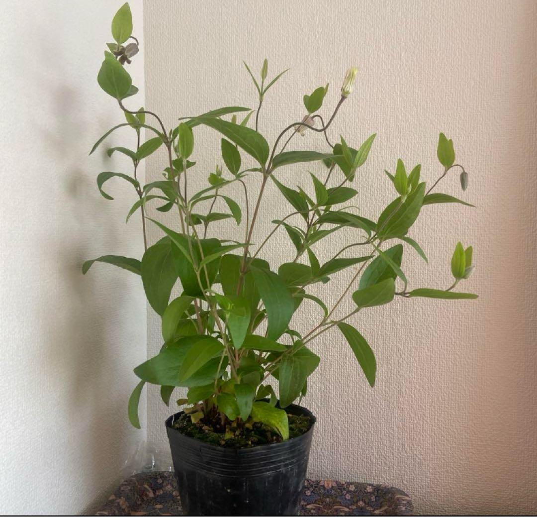 クレマチス　５種　　専用