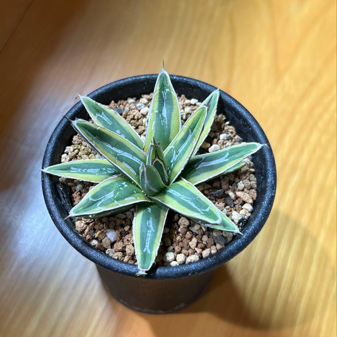 アガべ　姫笹の雪錦　活着済み