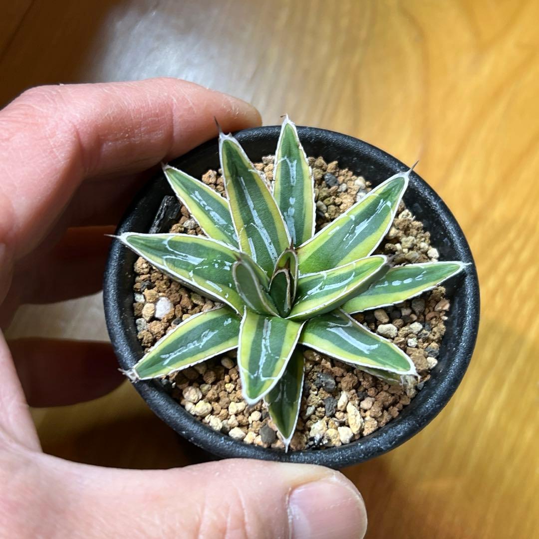 アガべ　姫笹の雪錦　活着済み