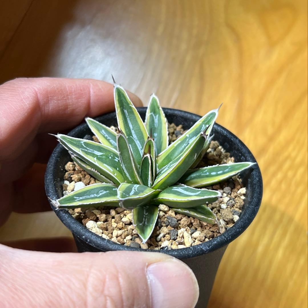 アガべ　姫笹の雪錦　活着済み