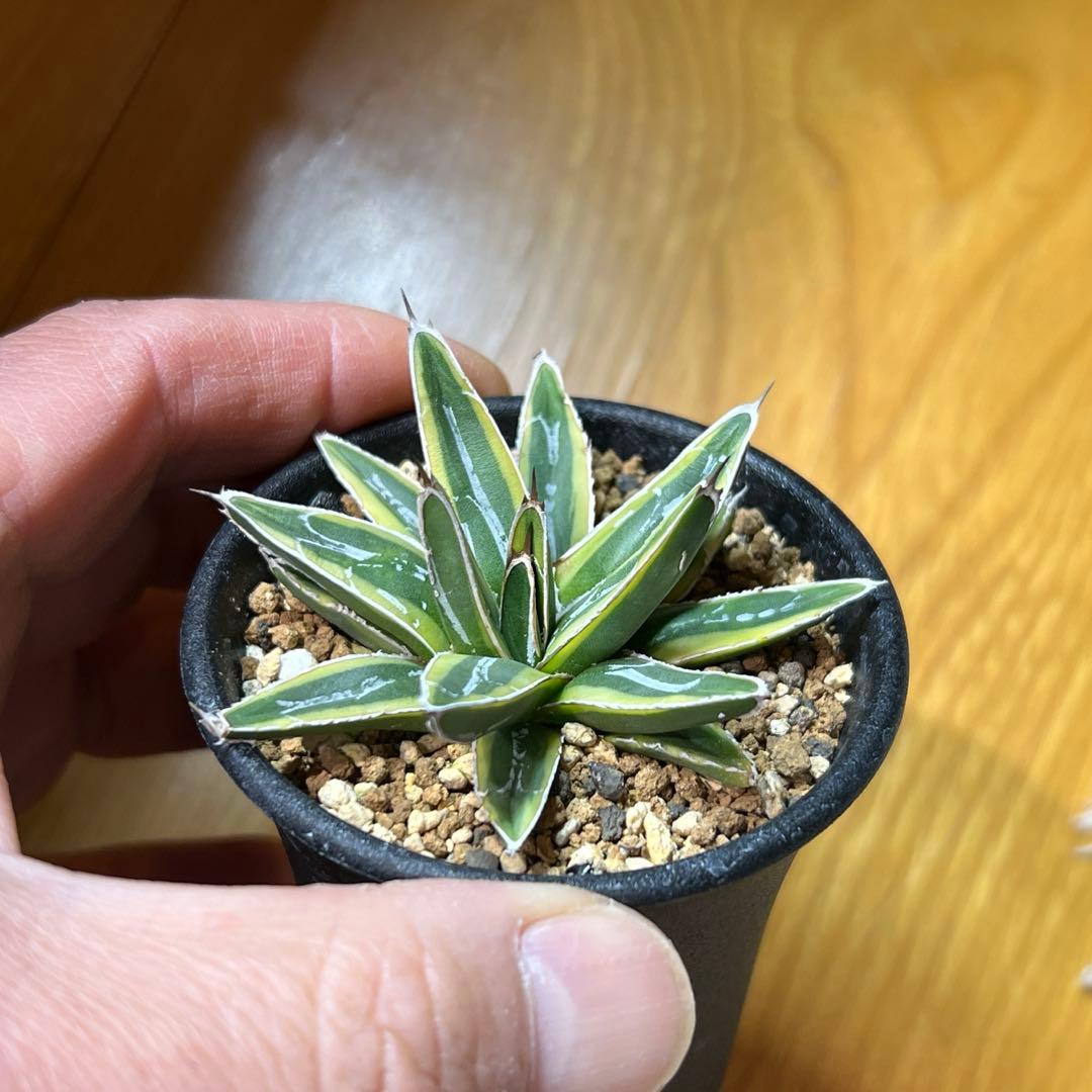 アガべ　姫笹の雪錦　活着済み