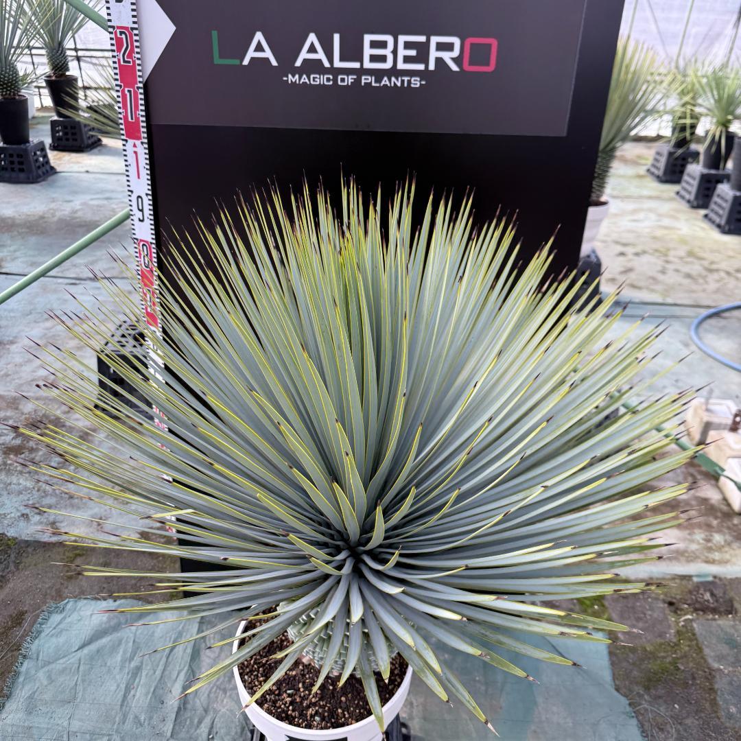 【AL-F1161】ユッカ　ロストラータ　超美形　極太　強シルバー個体