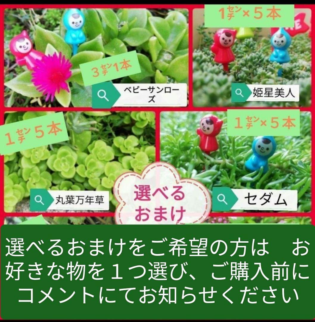 モッコウバラ　　抜き苗です　選べるおまけ付き