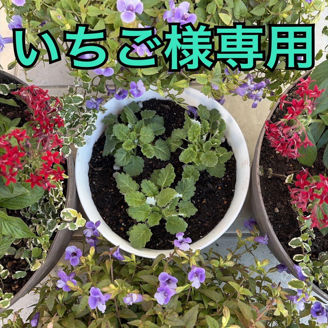 いちご　プランター苗　1〜23