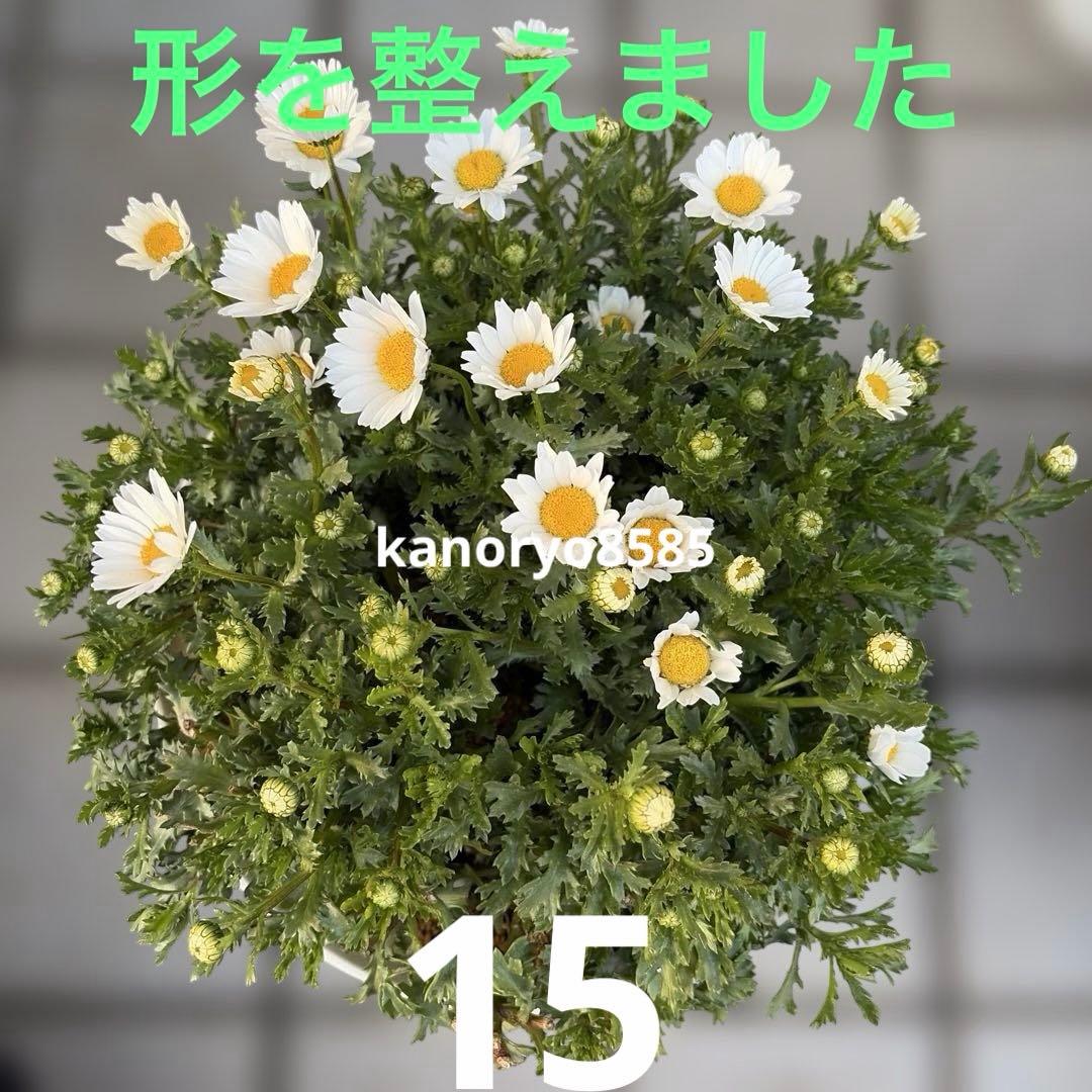 いちご　プランター苗　1〜23