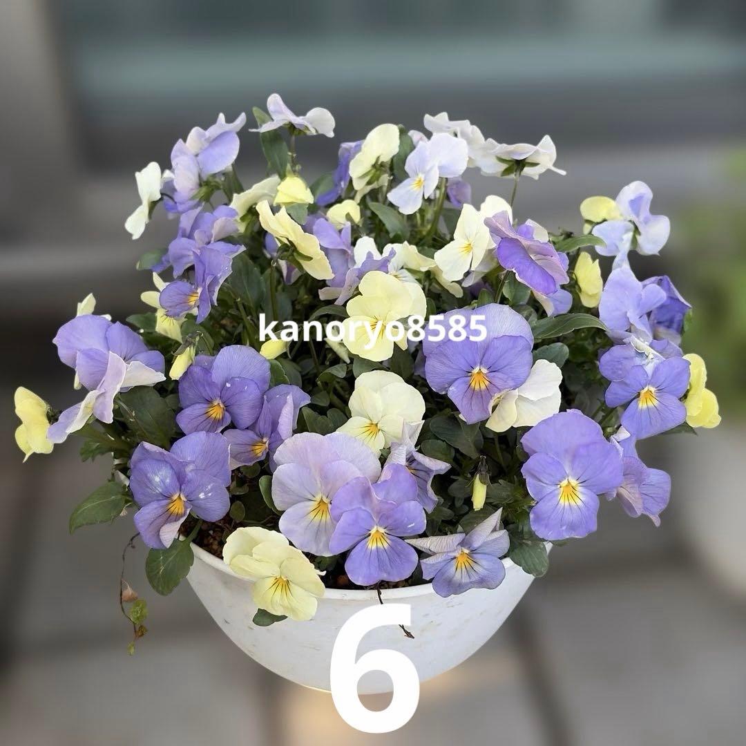 いちご　プランター苗　1〜23