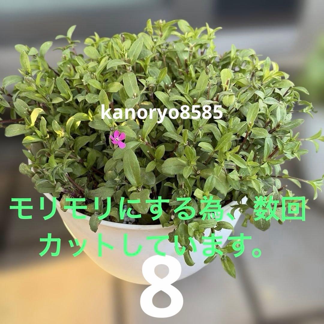 いちご　プランター苗　1〜23