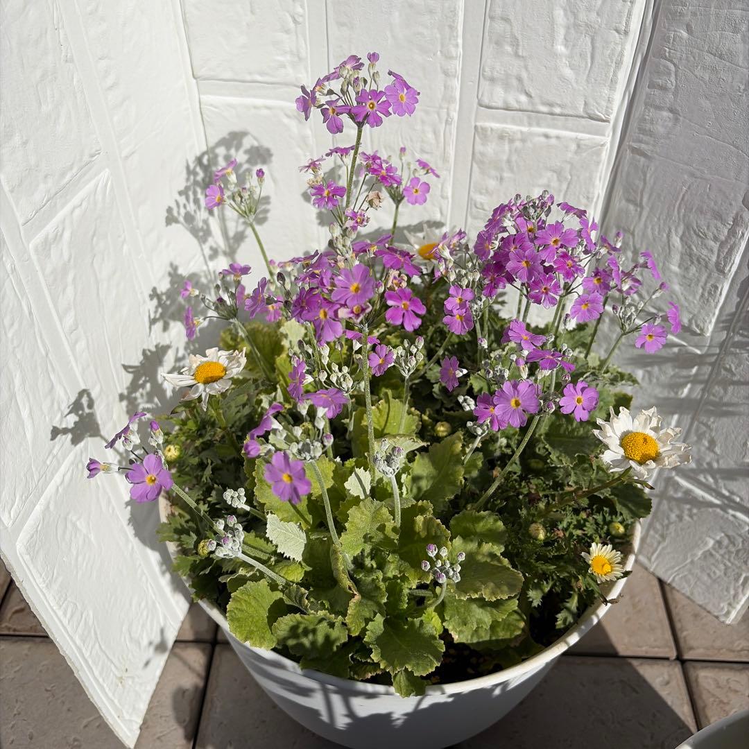 いちご　プランター苗　1〜23