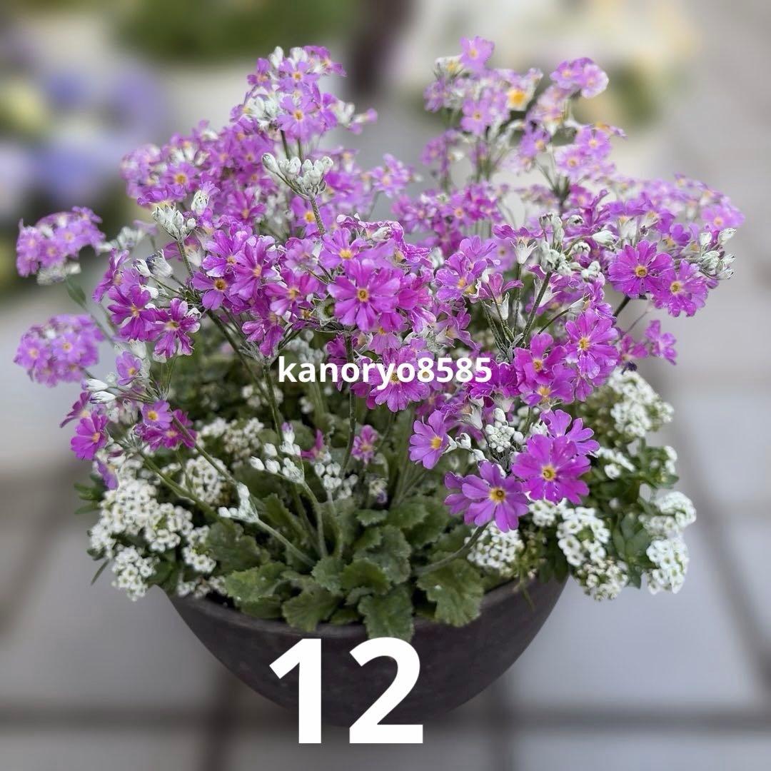 いちご　プランター苗　1〜23