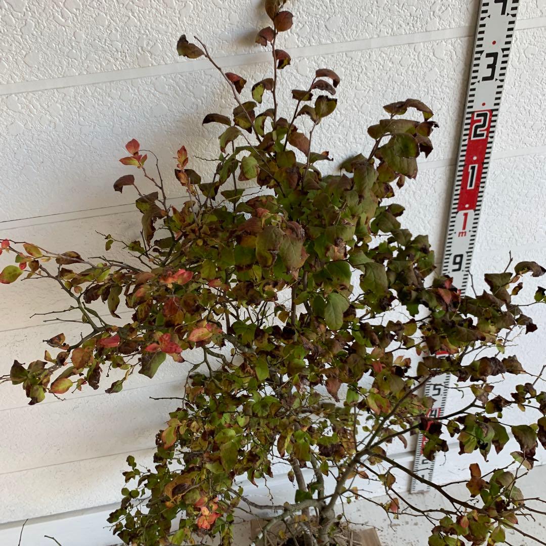 大株　ナツハゼ　約:130cm 【夏櫨/落葉樹/果樹苗】403371