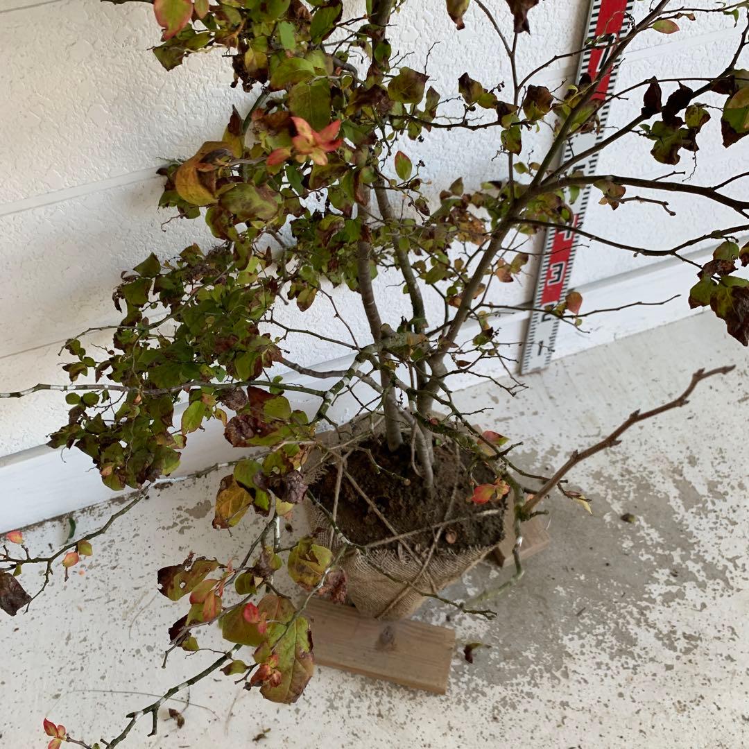 大株　ナツハゼ　約:130cm 【夏櫨/落葉樹/果樹苗】403371