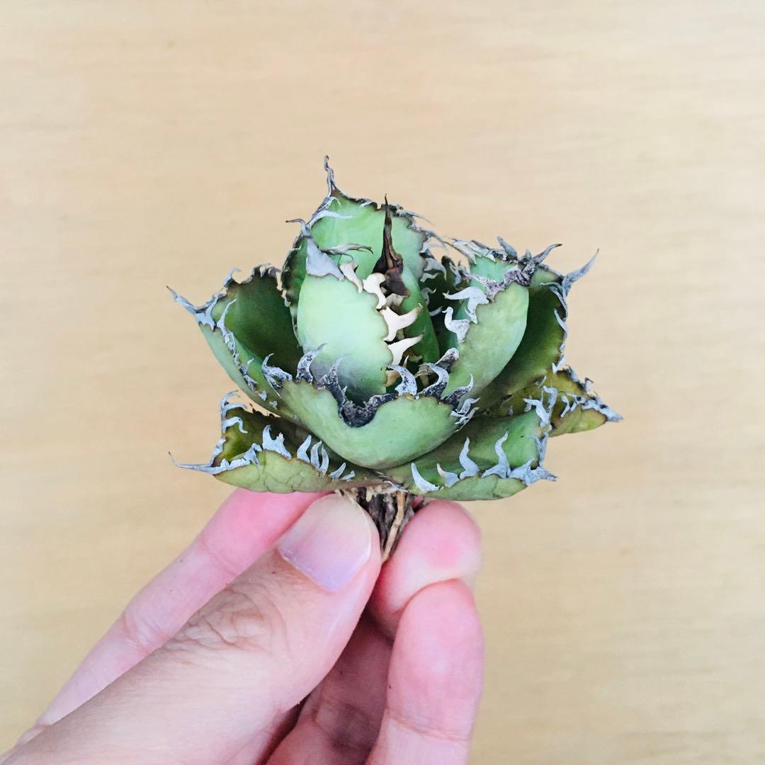 10 フィリグリー コンパクト ボールタイプ 矮性ミニTC株 アガベ チタノタ