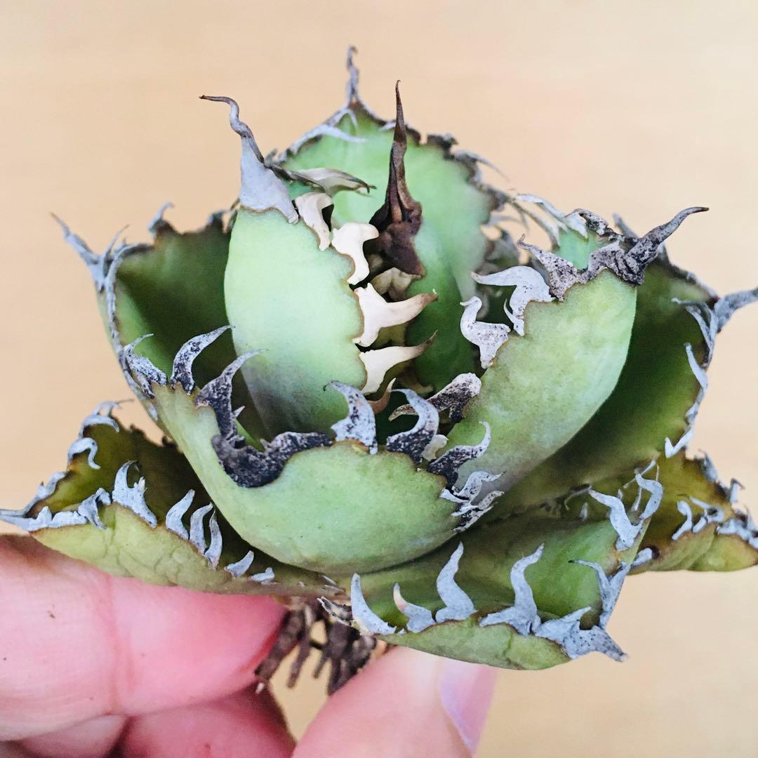 10 フィリグリー コンパクト ボールタイプ 矮性ミニTC株 アガベ チタノタ