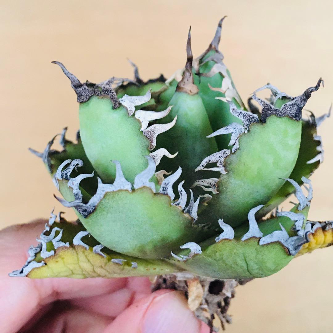 10 フィリグリー コンパクト ボールタイプ 矮性ミニTC株 アガベ チタノタ