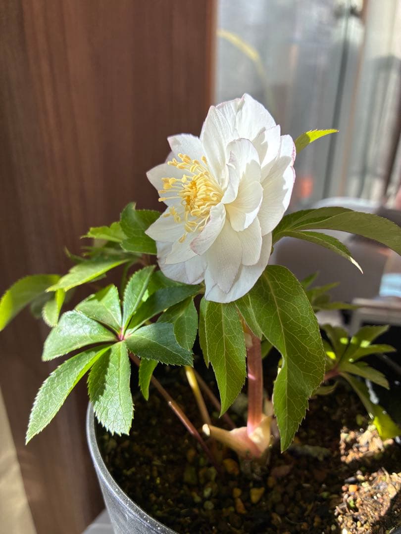 ♡広瀬園芸♡ ピュアホワイト　かすりピンク