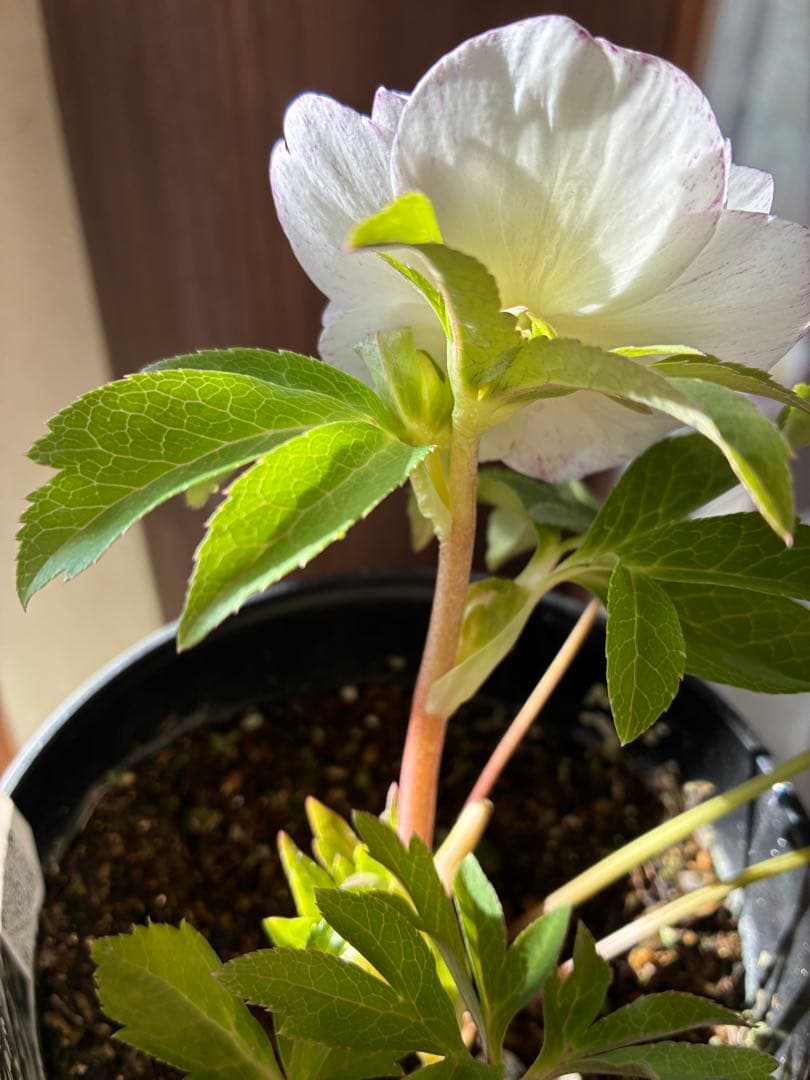 ♡広瀬園芸♡ ピュアホワイト　かすりピンク