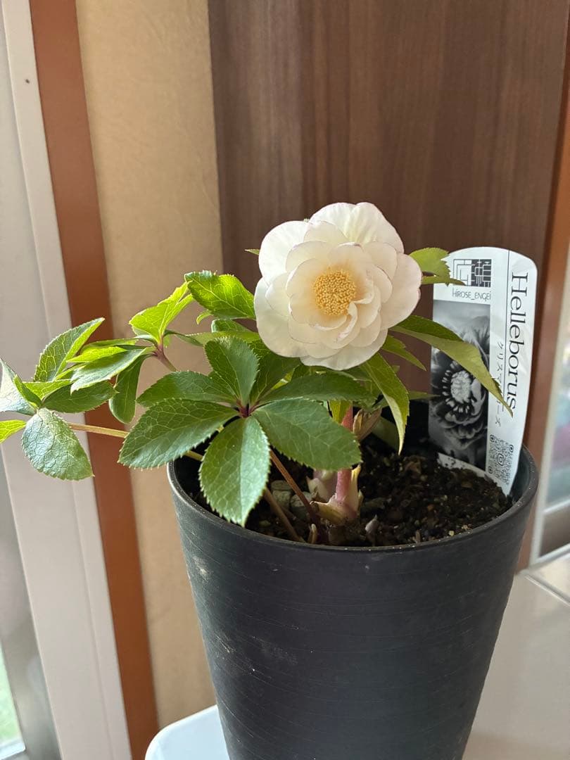 ♡広瀬園芸♡ ピュアホワイト　かすりピンク