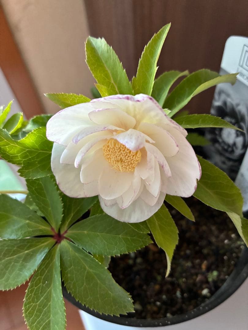 ♡広瀬園芸♡ ピュアホワイト　かすりピンク