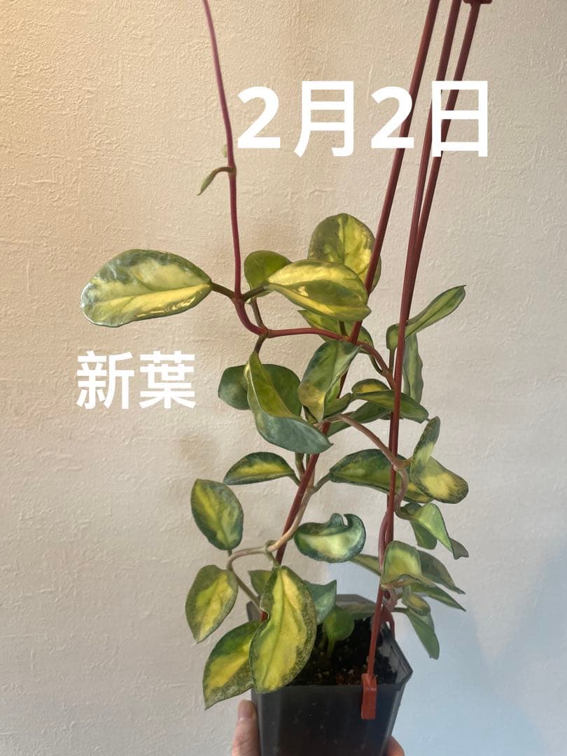 アオ　レア　ホヤ アルゲンティア プリンセス サクララン　美株