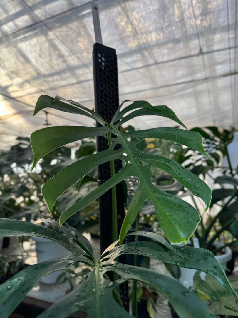 1 モンステラ・デリシオーサ・アラブフォーム \"エロンガータエ\" 日本初出品