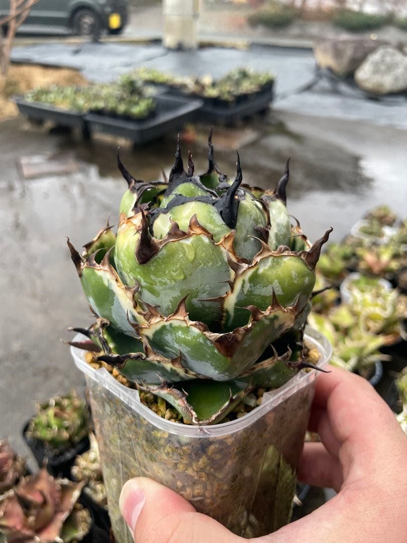 アガベ　チタノタ　BB斑入り　子株