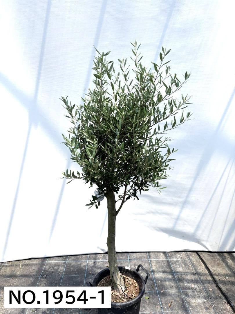 オリーブの木　シプレシーノ　約170cm　NO.1954　大型　現品掲載　古木