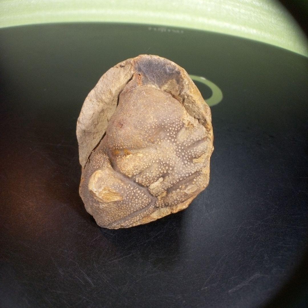 三葉虫　化石　fossil　ボリビア産　trilobite　ボリビア三葉虫郡③