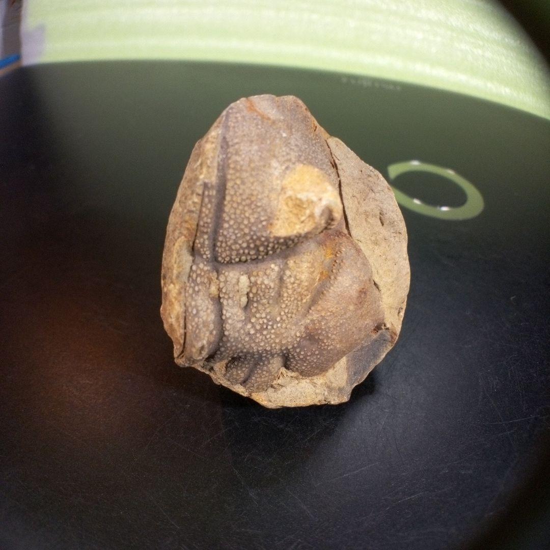 三葉虫　化石　fossil　ボリビア産　trilobite　ボリビア三葉虫郡③