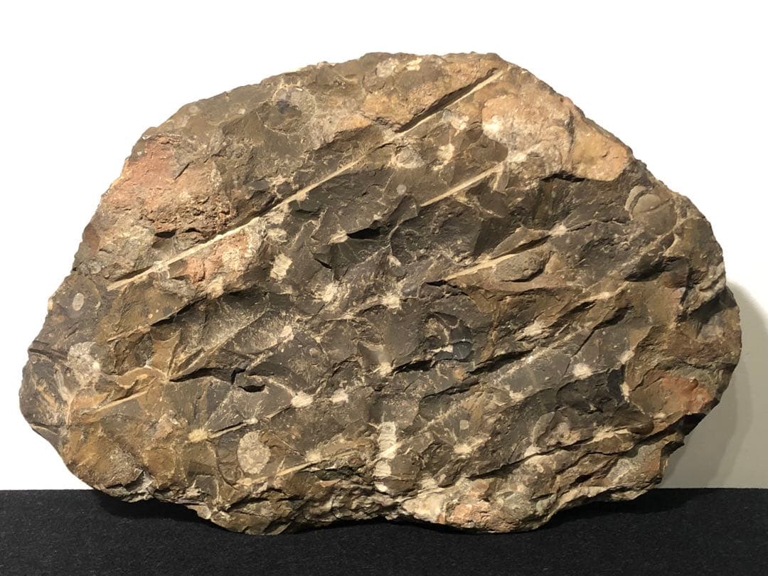 アンモナイト 化石群集 コレクション 原石 自然 置物 歴史資料 古代 標本