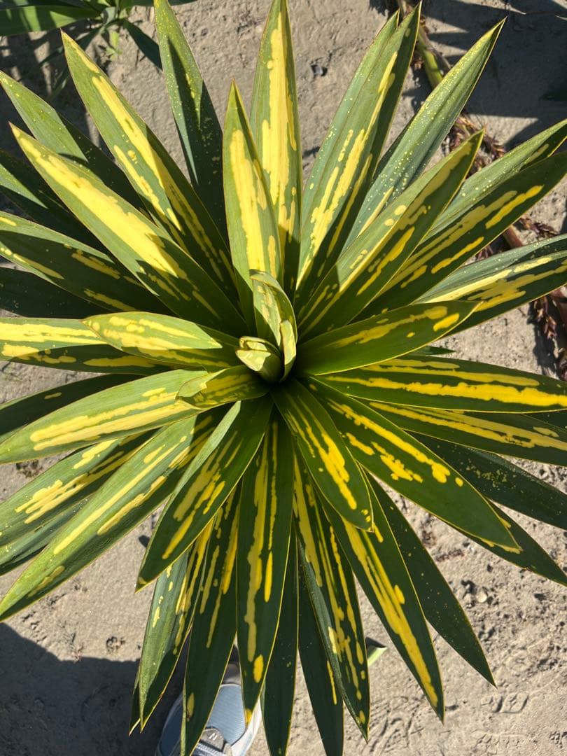 ユッカグロリオサ　散り斑　③ 直接取り引き可能