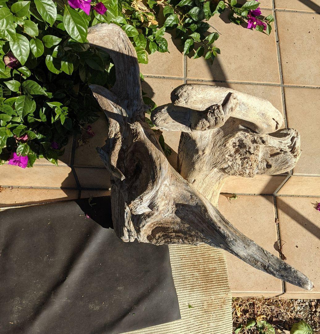 16ロックガーデン向き【超大型流木】2本組/洗浄済