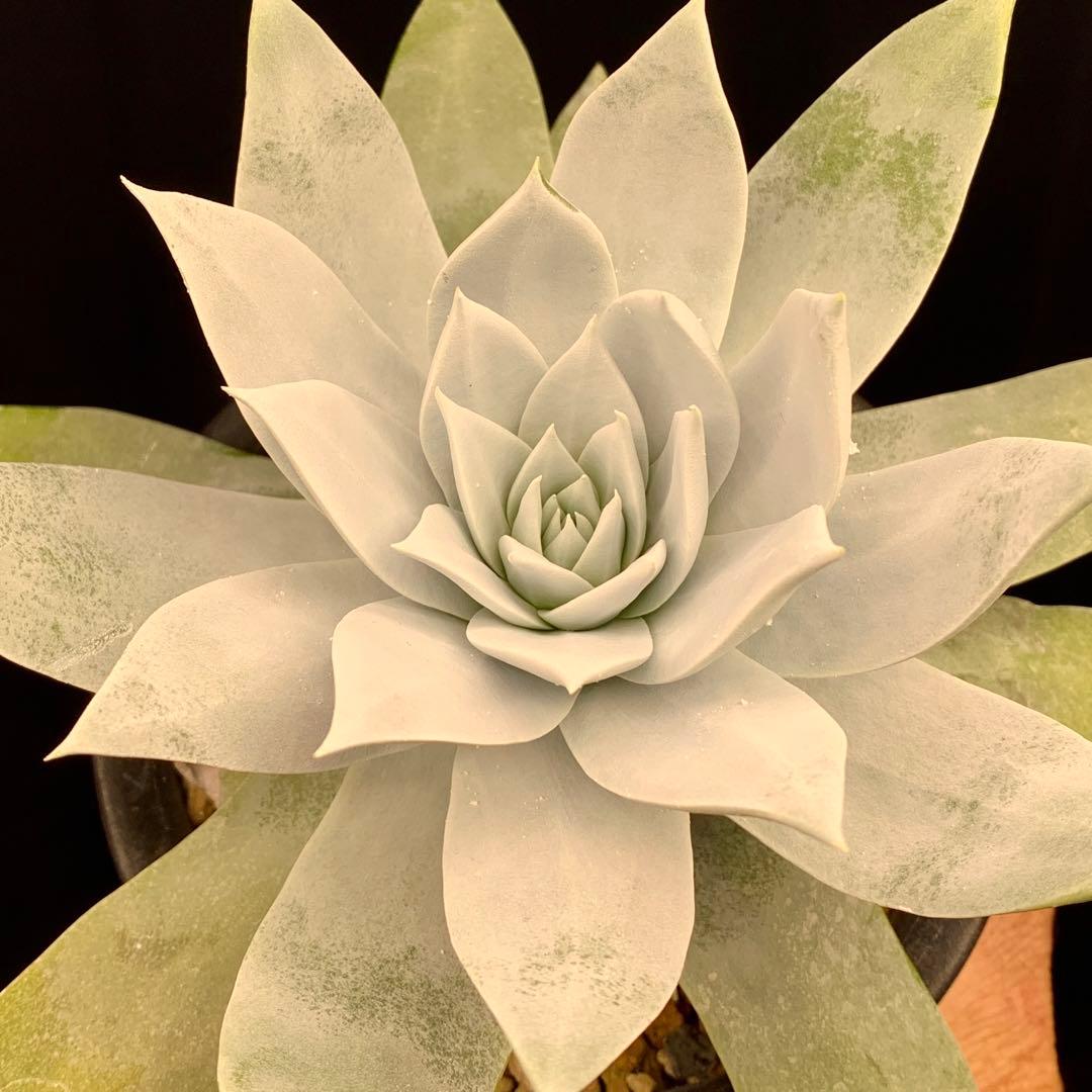 大型真っ白！　仙女盃　ダドレア　ブリトニー　多肉植物　実生