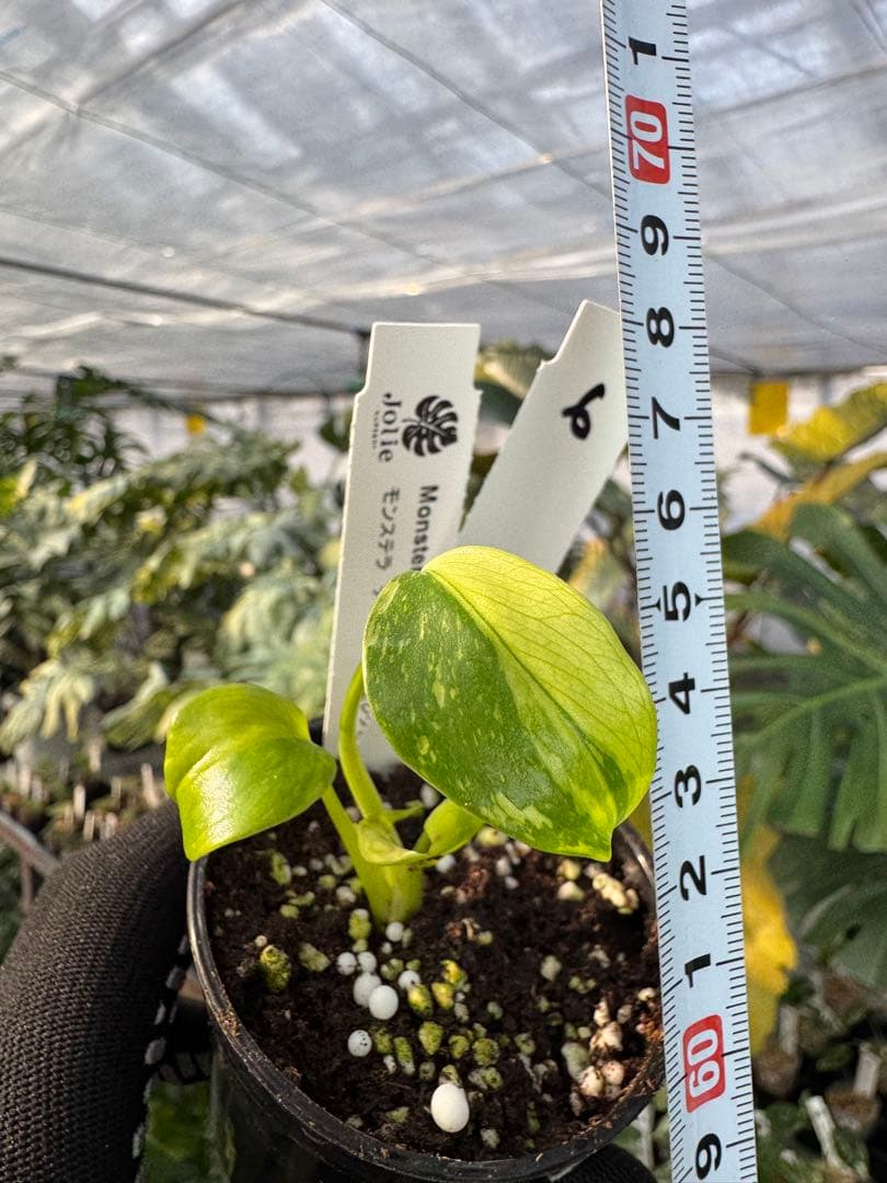 6 モンステラ　エレクトロライト　組織培養苗　順化済