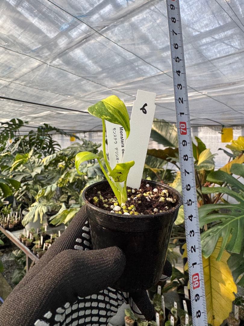 6 モンステラ　エレクトロライト　組織培養苗　順化済