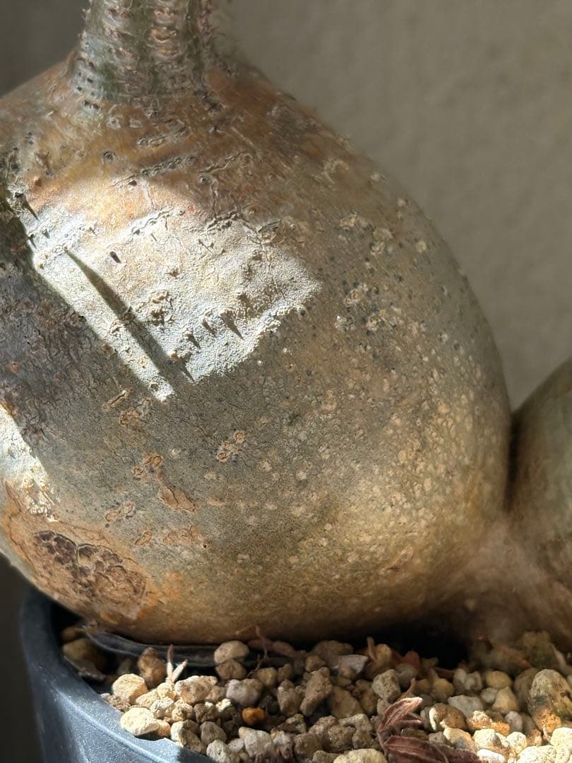 G*D様 パキポディウム グラキリス 発根済 ダブルベット 双頭 マルチヘッド