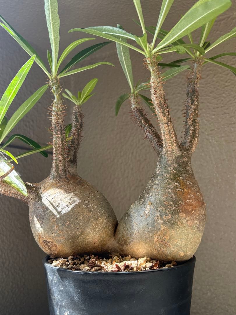 G*D様 パキポディウム グラキリス 発根済 ダブルベット 双頭 マルチヘッド