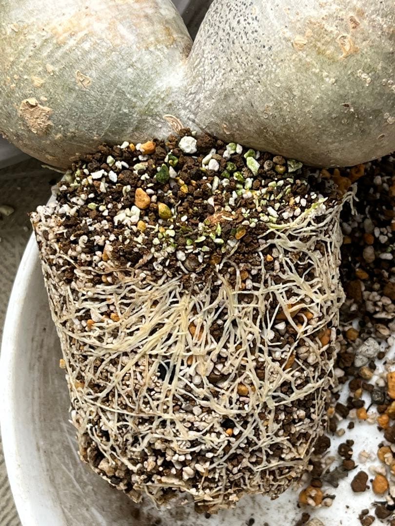 G*D様 パキポディウム グラキリス 発根済 ダブルベット 双頭 マルチヘッド