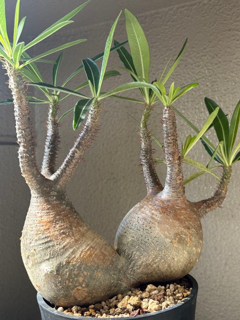 G*D様 パキポディウム グラキリス 発根済 ダブルベット 双頭 マルチヘッド