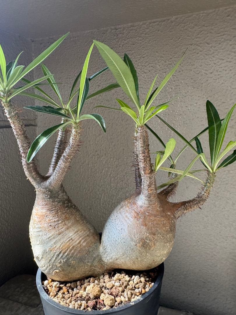 G*D様 パキポディウム グラキリス 発根済 ダブルベット 双頭 マルチヘッド