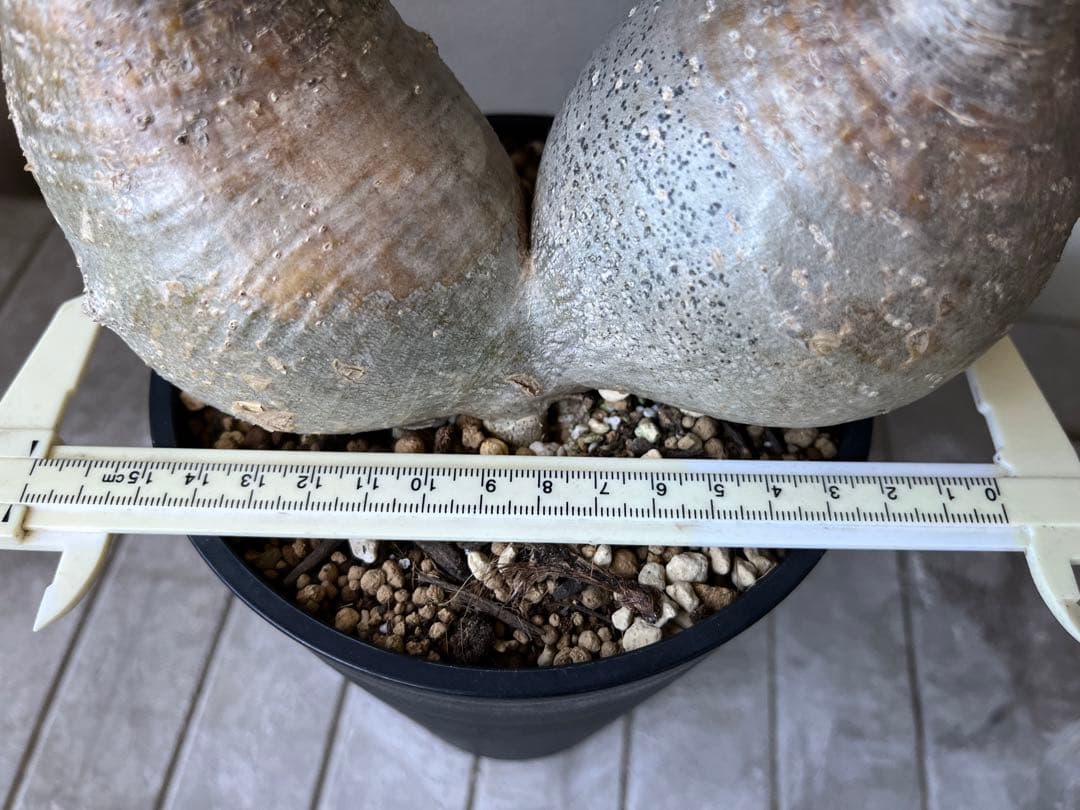 G*D様 パキポディウム グラキリス 発根済 ダブルベット 双頭 マルチヘッド